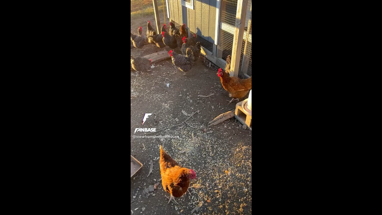 Chickens eating pumpkin