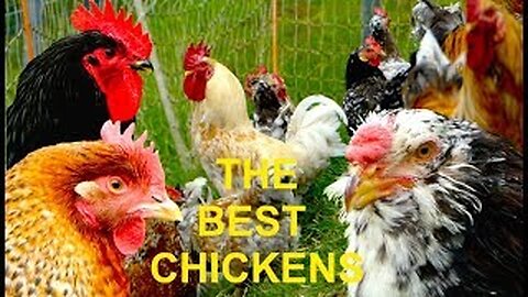 TOP 20 The best chicken breeds for homestead farming, self-sufficient, egg layers and table fowl