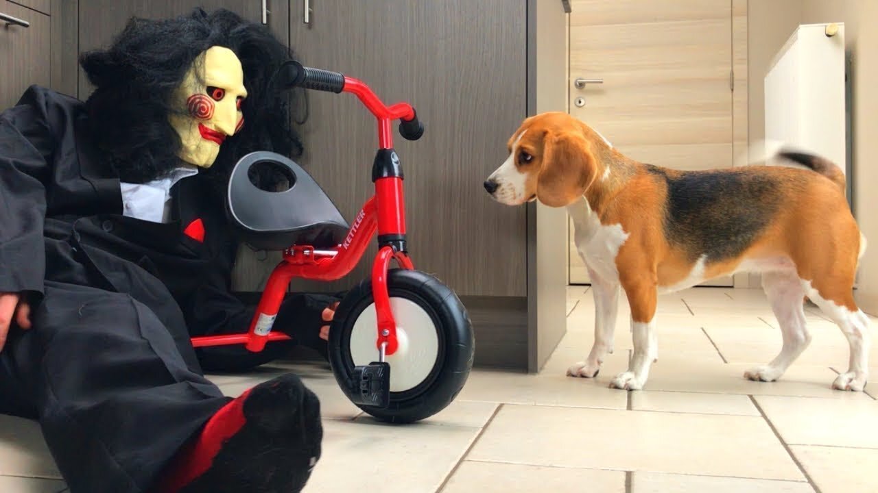 Funny Dogs vs Scary Jigsaw Prank