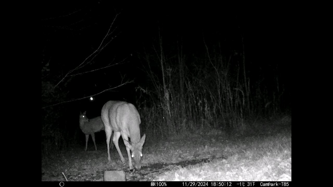 Deer Cam 11-29-2024 Deer Cam Chewing On Stick