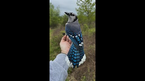 A variety of birds.