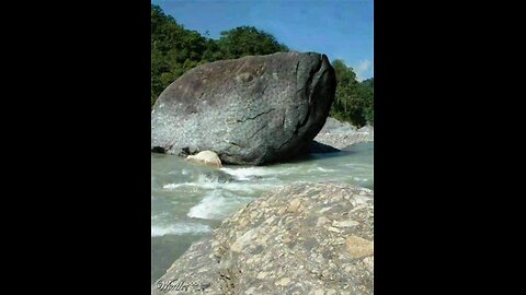 Petrified Animals