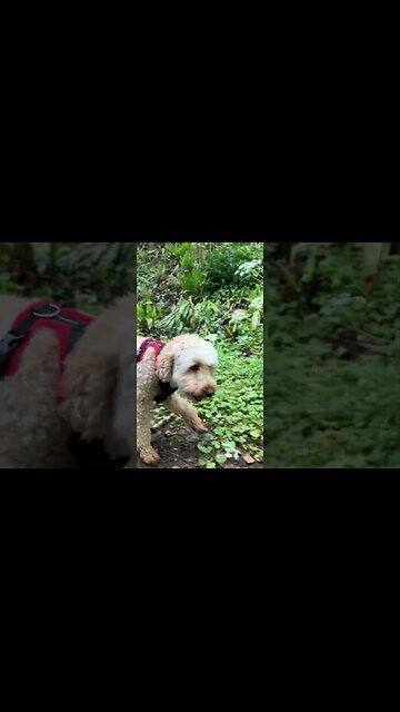 He's always happy to explore.