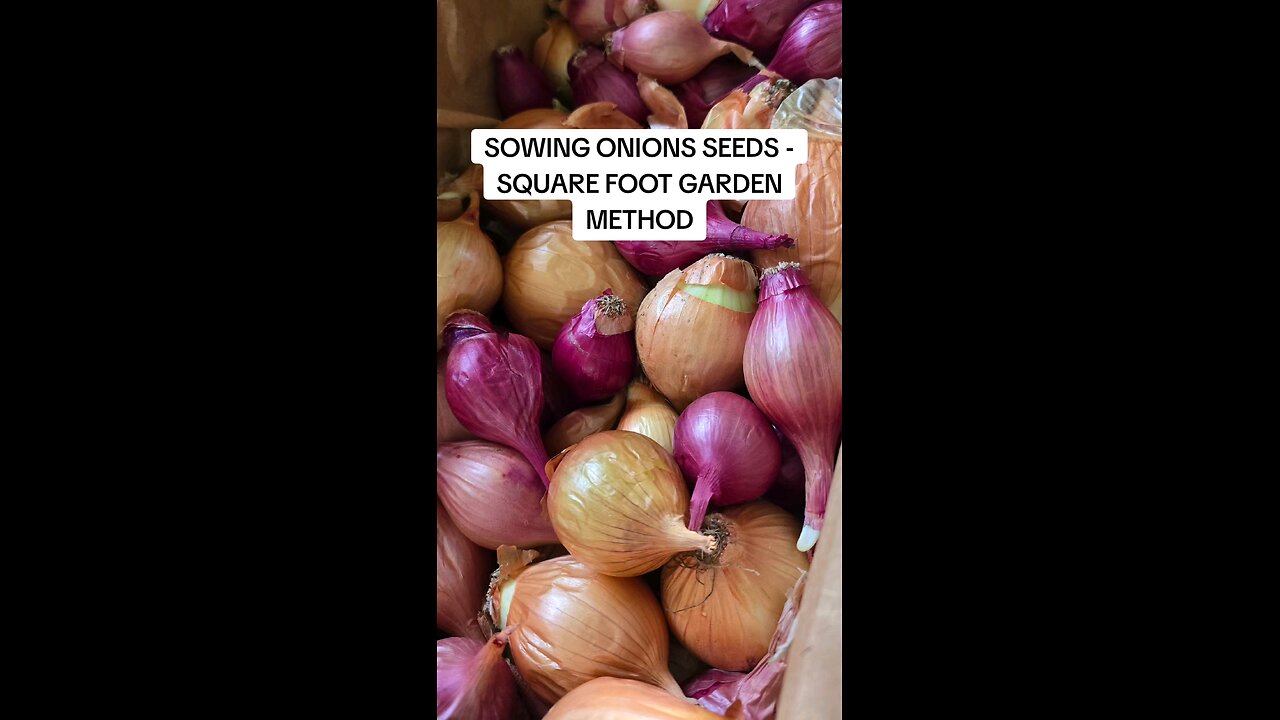 direct sowing onions