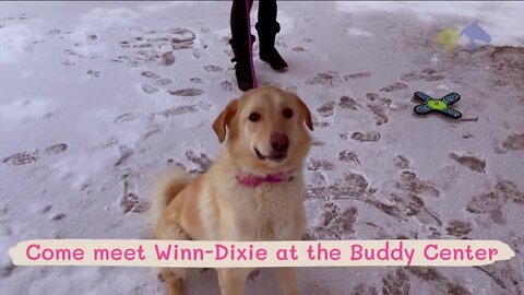 Dumb Friends League Meet Winn Dixie