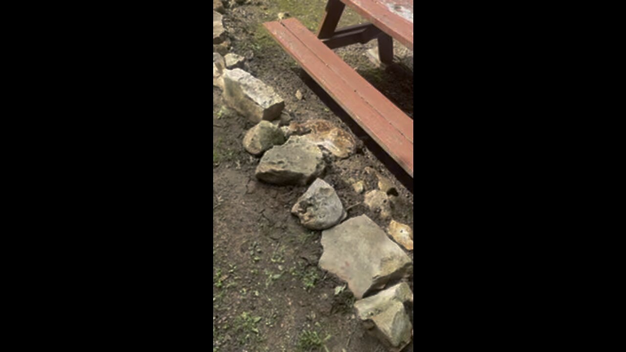 Found a baby deer