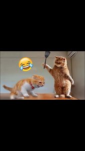 Funny cute cat videos 😂 | Funny cat videos | Funny cats and dogs videos #cats #funny