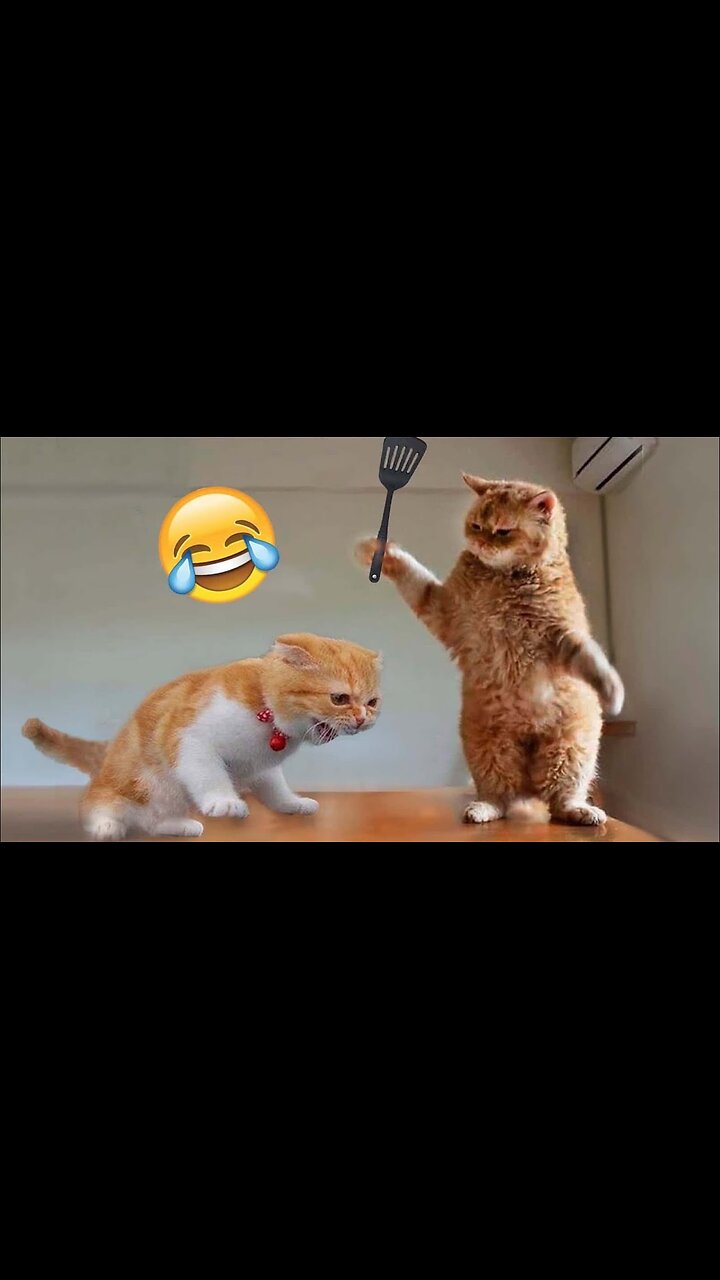 Funny cute cat videos 😂 | Funny cat videos | Funny cats and dogs videos #cats #funny