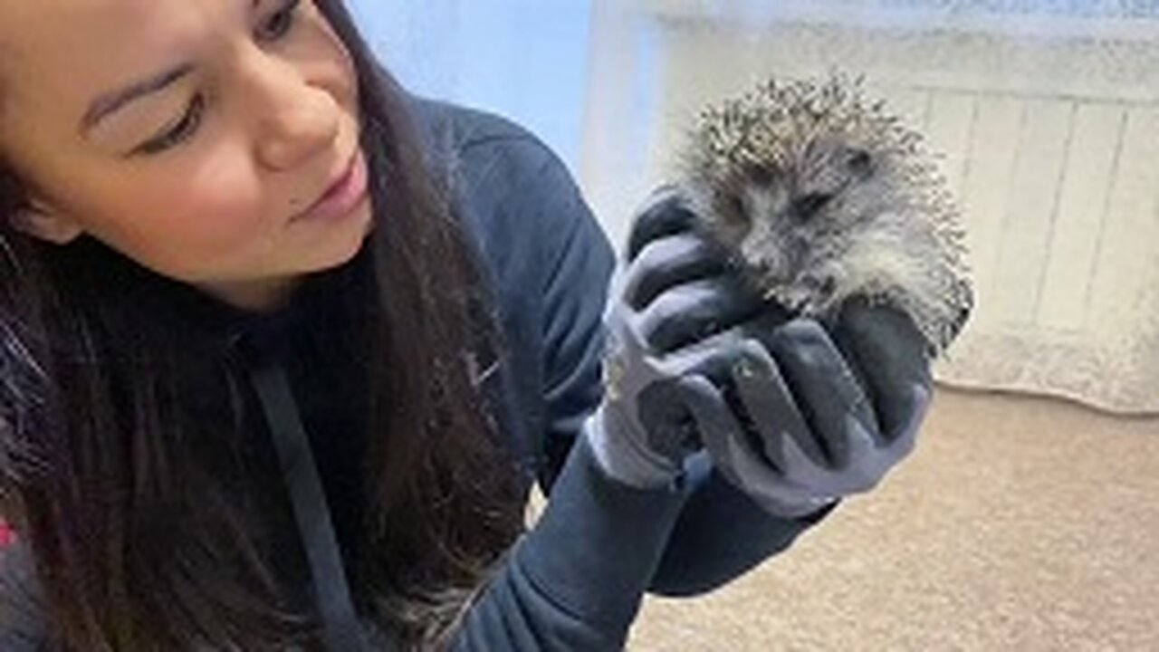 Black Leopard Luna tries on a jumpsuit and meets hedgehog