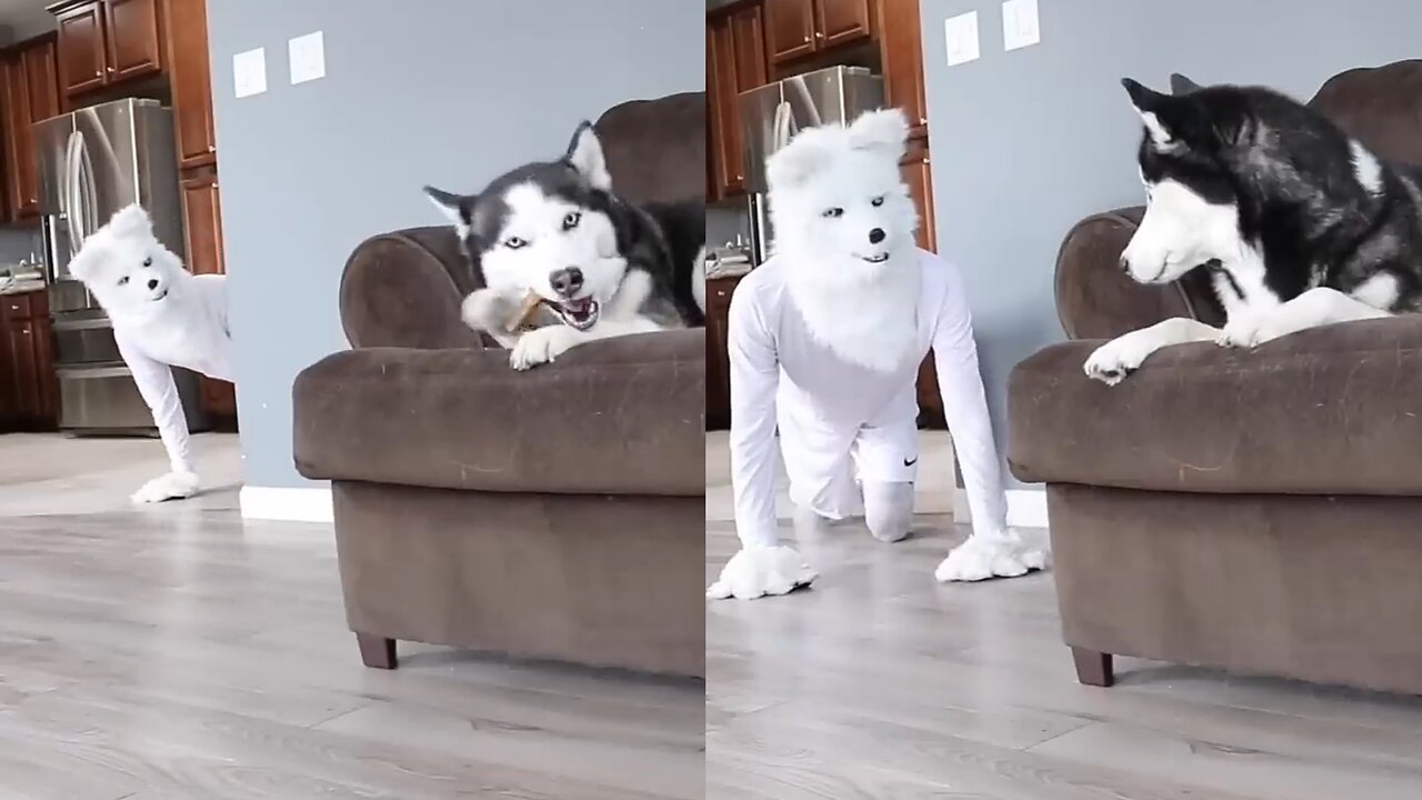 Husky Pranked By Wolf Mask!