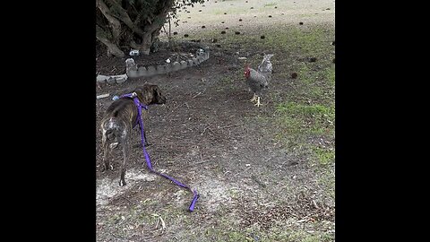 Rooster attacked my dog