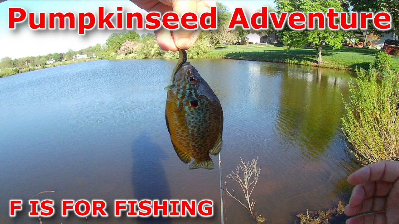 Pumpkinseed Adventure