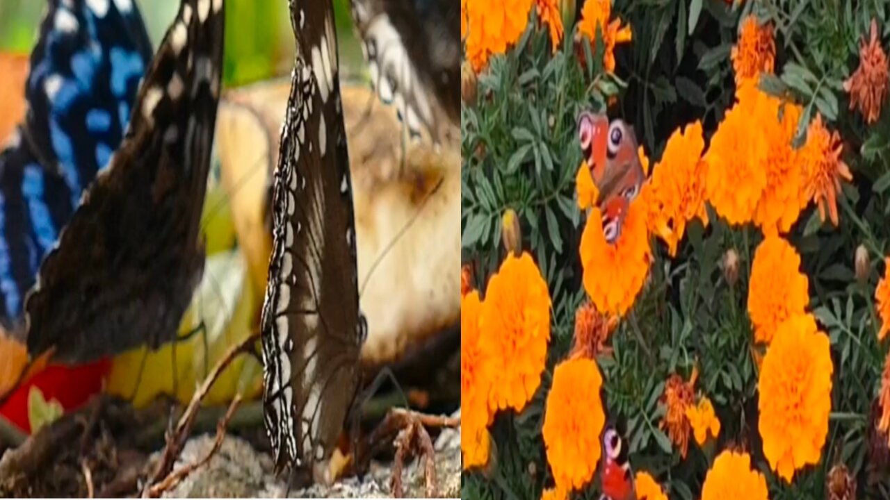 Beautiful colourful butterflies