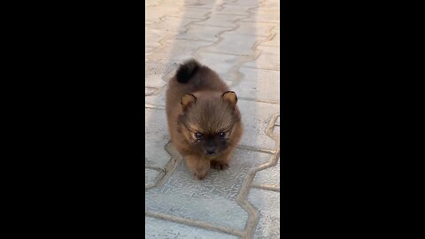 cute dogs