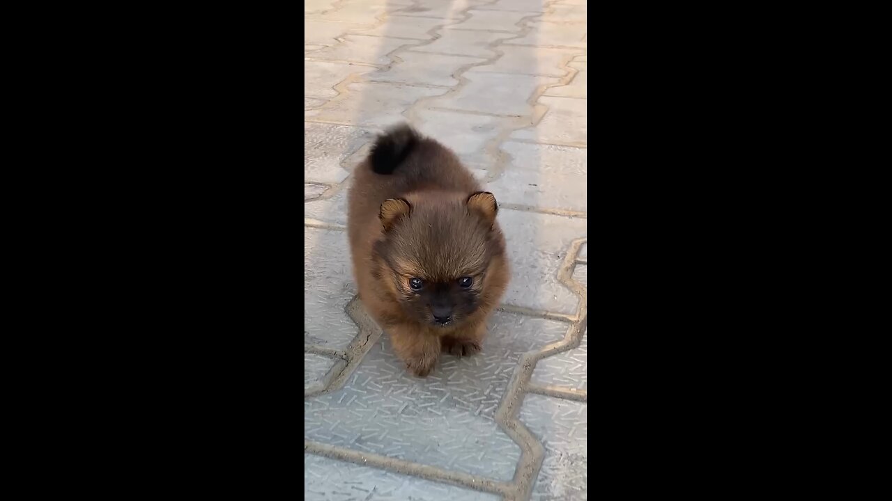 cute dogs