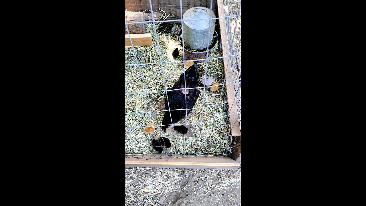 chickens