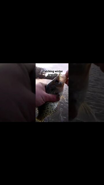 How to Catch Winter Crappie in Delaware. #shorts #crappiefishing #crappiejigs #slabs