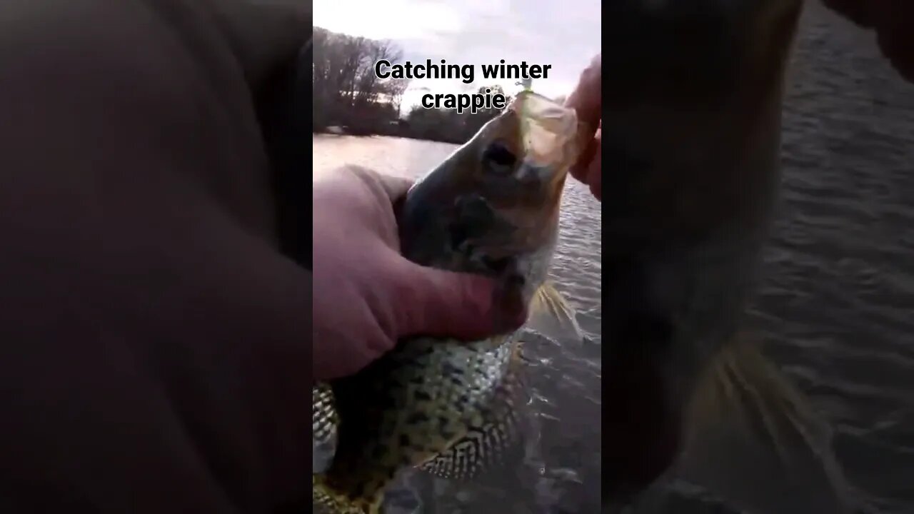 How to Catch Winter Crappie in Delaware. #shorts #crappiefishing #crappiejigs #slabs