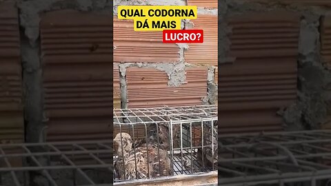 QUAL ESPÉCIE DE CODORNA DÁ MAIS LUCRO? #codornas #quail #codorniz