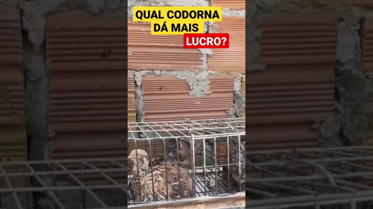QUAL ESPÉCIE DE CODORNA DÁ MAIS LUCRO? #codornas #quail #codorniz
