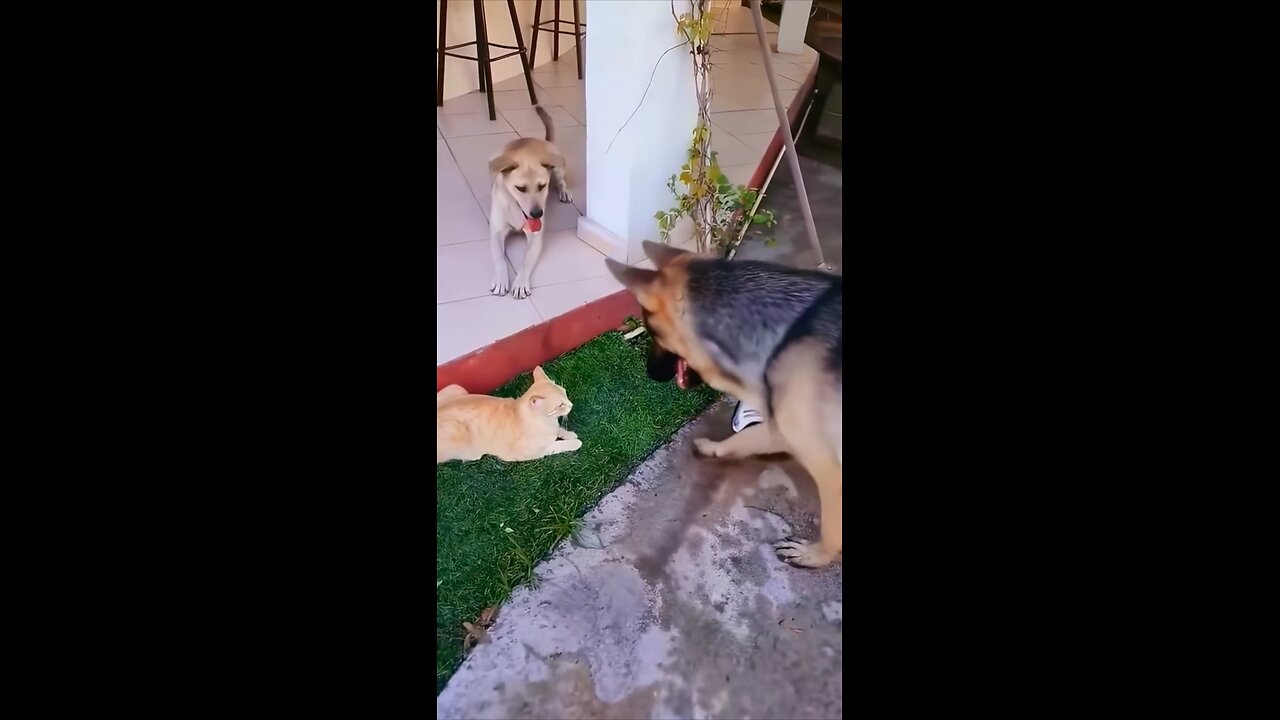 Funny dog compilation