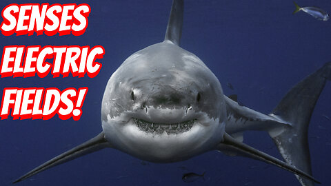 The Amazing Ability of the Sharks!