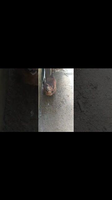 GALINHA EM BUSCA DE ALIMENTOS