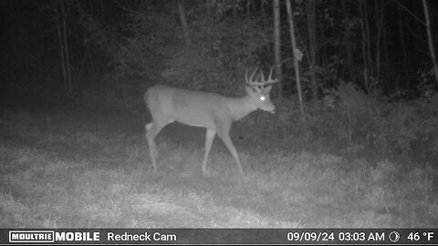 10 Point Buck