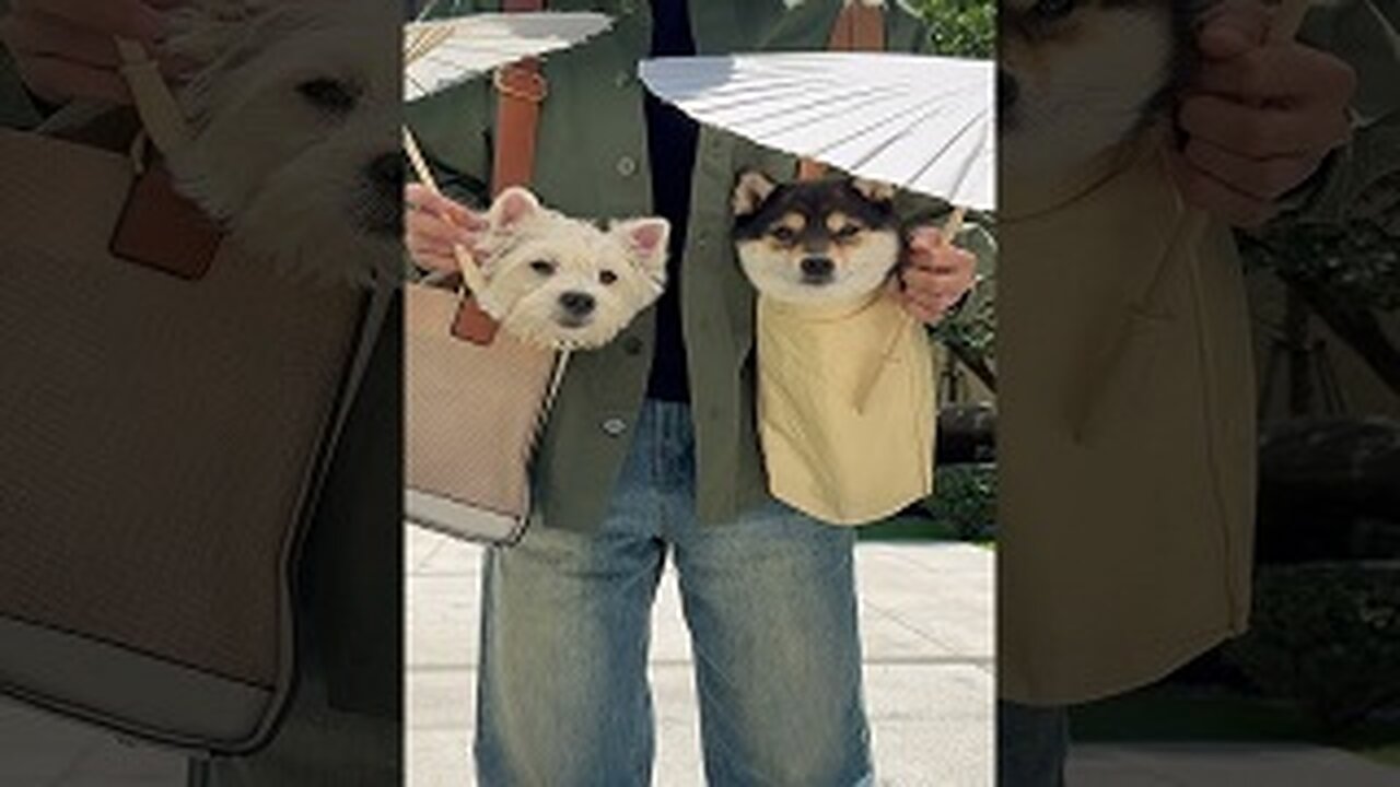 cutest of all the time/ manyu/ cute pet/ cute cat/ cat/ viral/ trendingvideos