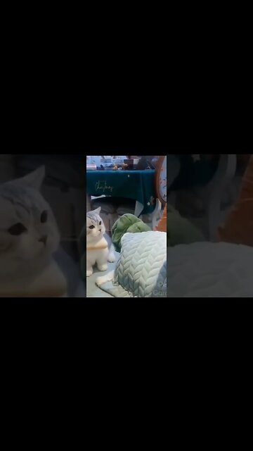 cute animals #short #shorts #cute animals 93