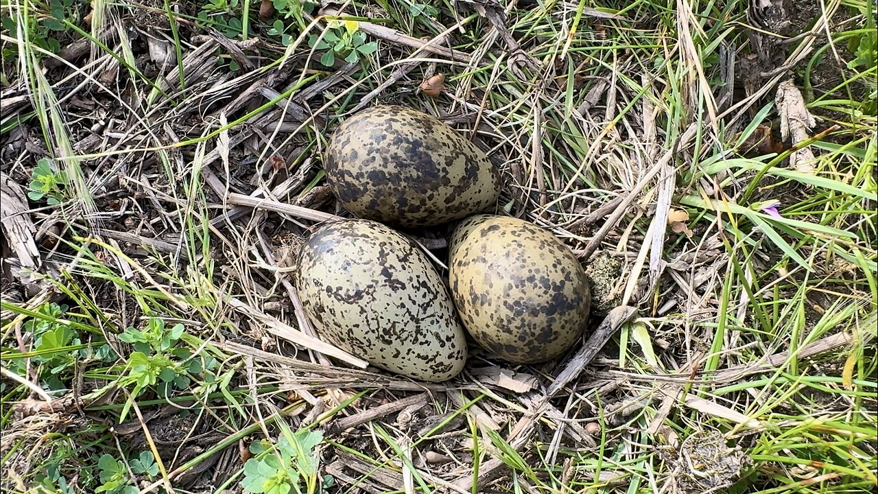 We Found A Nest Of Eggs Metal Detecting