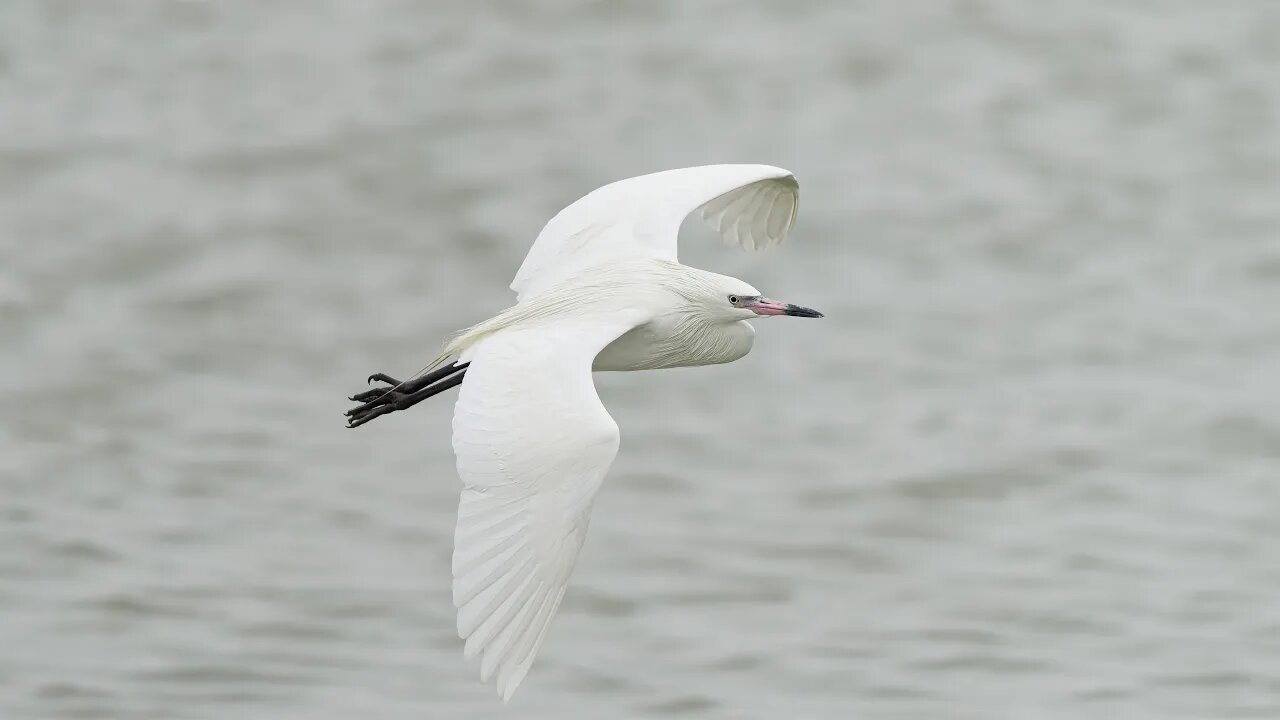 White Morph Reddish Egret, Sony A1/Sony Alpha1, 4k