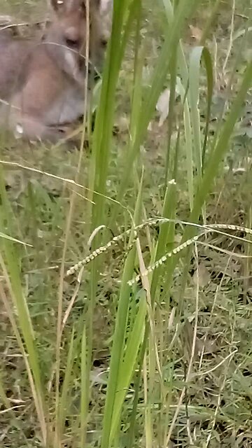 Scooty the Wallaby Wrelaxing