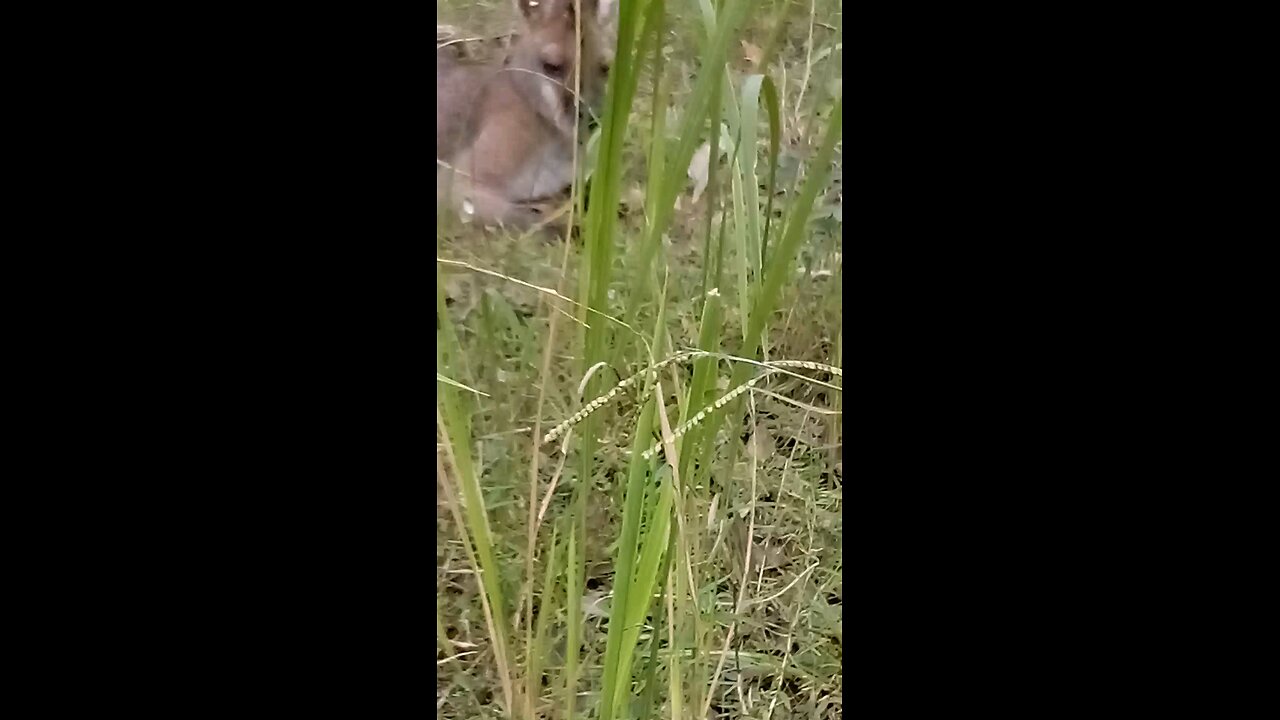 Scooty the Wallaby Wrelaxing