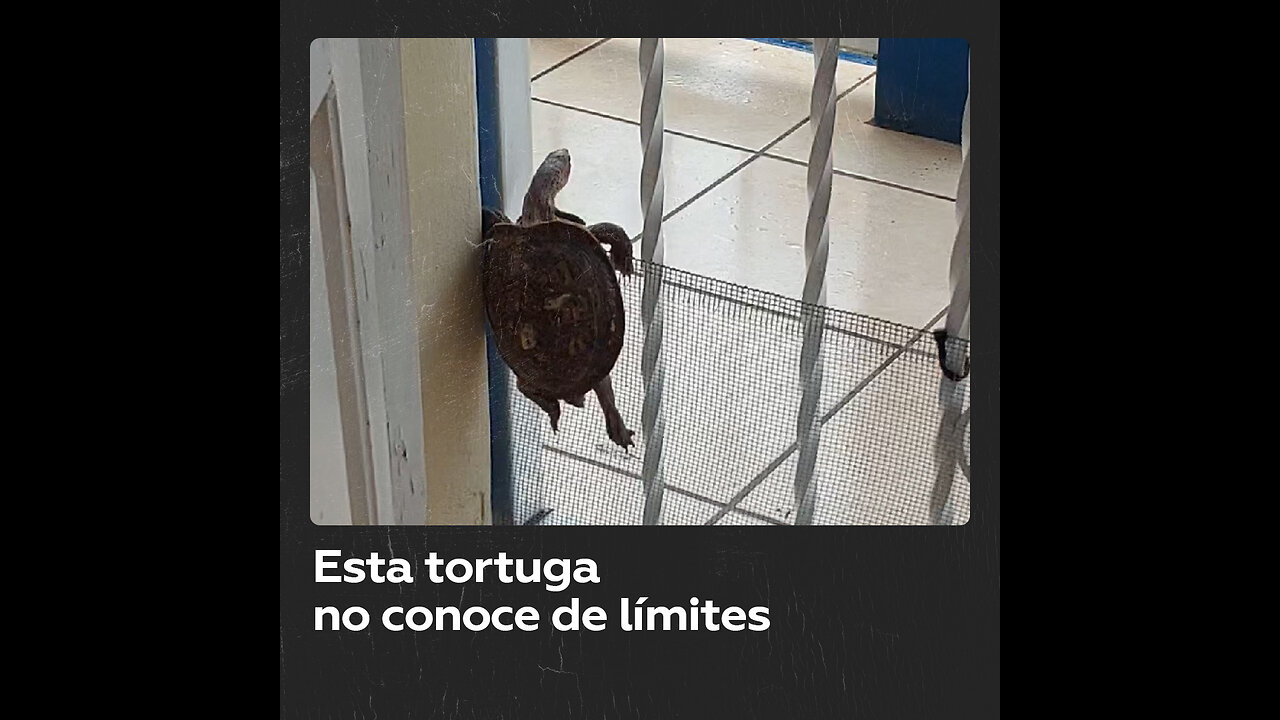 Ni con una malla: tortuga testaruda ‘escapa’ de casa