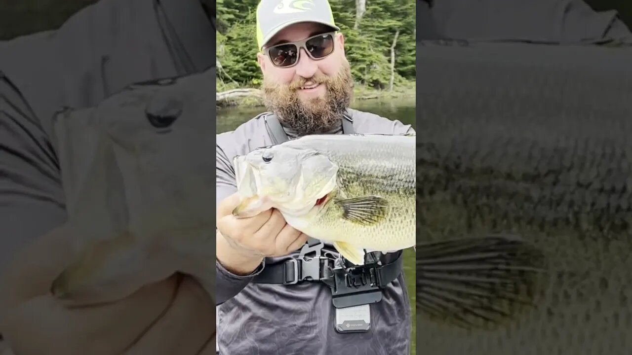 Big Bass on Cast Cray Baits #fishing #castcray #crappie #fishinghowto #bass #howto #bassfishing #how