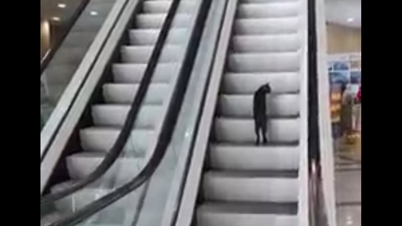 Cat Tries To Climb Escalator! #funny #video