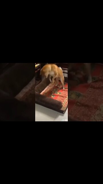 #gatosengraçados #gatos #animaisengraçados