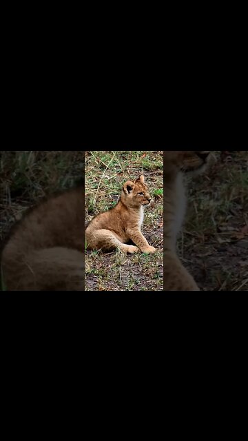 Cute Lion Cubs With Mom #shorts | #ShortsAfrica