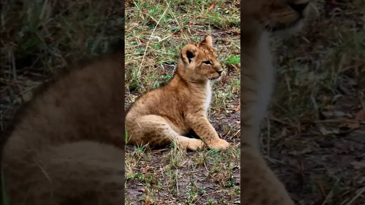 Cute Lion Cubs With Mom #shorts | #ShortsAfrica