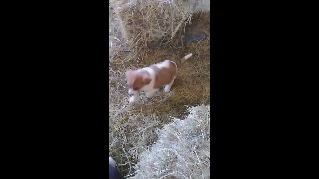 rascally puppies playing