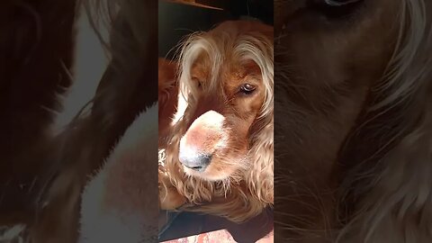 #dogshow , #animals , #dogs , #shorts