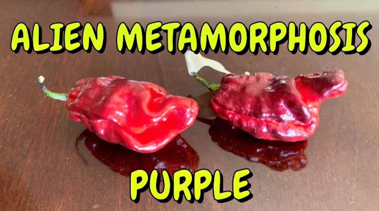 Alien Metamorphosis Purple by my friend Tom! This pepper was worth the wait!