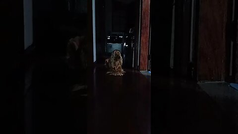 #dogshow , #animals , #dogs , #shorts