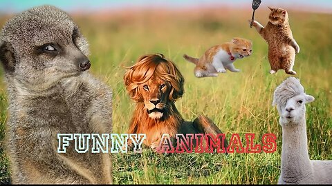 The laughing menagerie:Animal Antics