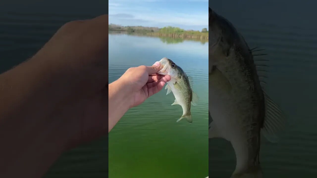 Florida Largemouth Bass