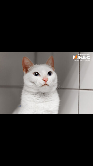 Cats in the village.