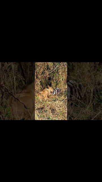 Lioness Eats A Zebra #shorts | #ShortsAfrica