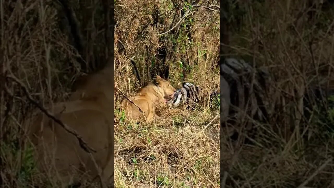 Lioness Eats A Zebra #shorts | #ShortsAfrica