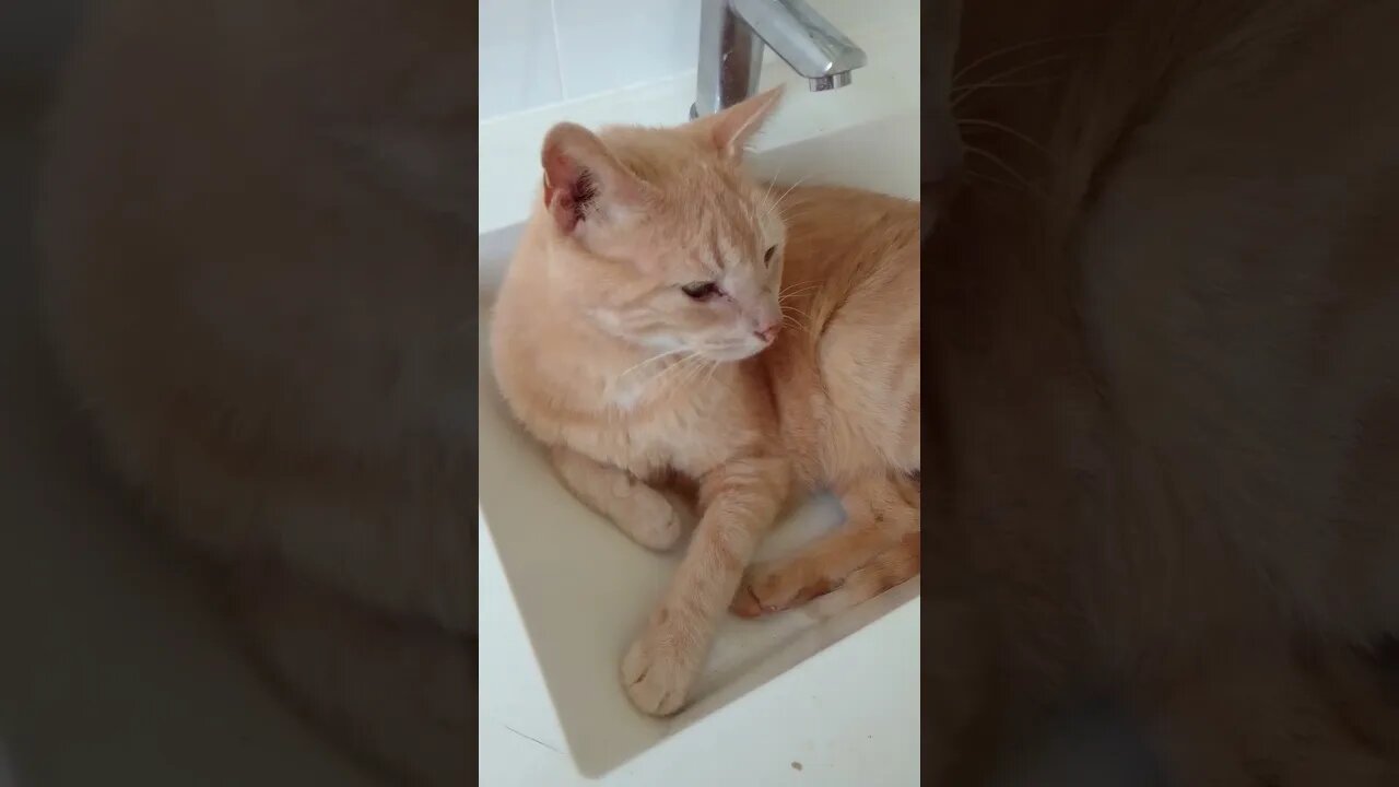 Cat enjoys sitting in basin/sink